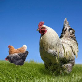 Chickens in an open field